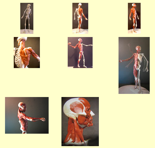 Referências de anatomia humana3